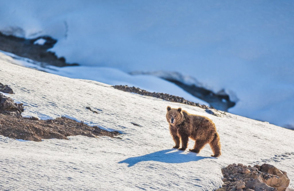 Himalayan Brown Bear privately guided safari packages